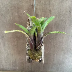 2026年最新】珍しいタンクブロメリアの人気アイテム - メルカリ