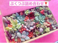 フォロー割あり❣️ぷくぷくつぶつぶ　カット苗セット　美人　多肉弁当　多肉植物セット　エケベリア　セダム　パキフィツム　チーズ　団子　寄せ植え