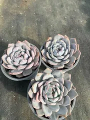 発売中　オレンジモンロー　12株 抜き苗　美苗　エケベリア　多肉植物　佐川発送 SF93