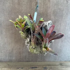 2026年最新】珍しいタンクブロメリアの人気アイテム - メルカリ