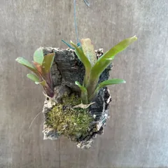 2026年最新】珍しいタンクブロメリアの人気アイテム - メルカリ