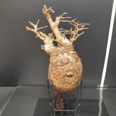 2025年最新】パキプス ベアルートの人気アイテム - メルカリ