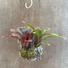 2026年最新】珍しいタンクブロメリアの人気アイテム - メルカリ