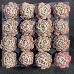 新入荷 ラブリーローズ錦 24株セット 抜き苗 美苗 エケベリア 多肉植物