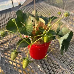 2025年最新】いちご苗の人気アイテム - メルカリ