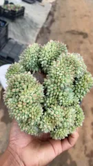 2025年最新】アエオニウム綴化の人気アイテム - メルカリ