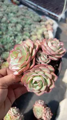 新入荷　ボタン・レッドエッジ群生×24株 多肉植物　抜き苗　エケベリア　セダム　アエオニウム　韓国苗　寄せ植え　詰め合わせ DM56