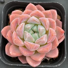 新入荷　モンロー×50株 多肉植物　抜き苗　エケベリア　セダム　アエオニウム　韓国苗　寄せ植え　詰め合わせ LB1306