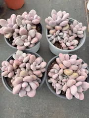 新入荷　桃の卵（群生）×15株 多肉植物　抜き苗　エケベリア　セダム　アエオニウム　韓国苗　寄せ植え　詰め合わせ RX8