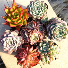 多肉植物 エケベリア  7種セット ea8 抜き苗