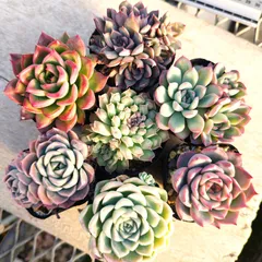 多肉植物 エケベリア 7種セット ea12 抜き苗