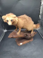 メ122 タヌキ置物