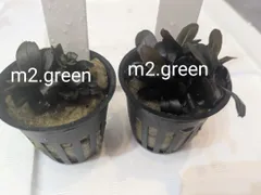 2025年最新】ブラウニーゴーストの人気アイテム - メルカリ