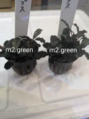 s.k.cさん専用　ブラウニーゴースト2ポット 2025年最新】ブラウニーゴーストの人気アイテム - メルカリ