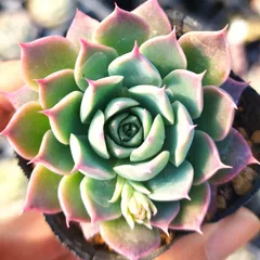 青札付き♥️シムランスラグナサンチェス✕リンゼアナ✨ 楽天市場】多肉植物 oriエケベリア シムランスラグナサンチェス