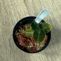 タグ付き LA便 Homalomena sp. - メルカリ