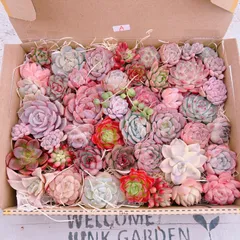 多肉植物 寄せ植え用特盛‼️コンパクトBOXいっぱいset♡A
