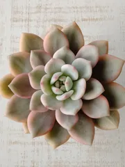 2025年最新】アリエル 多肉の人気アイテム - メルカリ