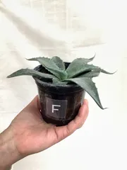 2026年最新】アガベ モンタナの人気アイテム - メルカリ