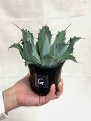 アガベ 萬代厳龍 特選② lize産 Agave 子株付き - メルカリ