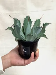 2026年最新】アガベ雷帝の人気アイテム - メルカリ