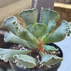 2025年最新】アドロミスクスの人気アイテム - メルカリ