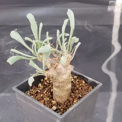 2025年最新】オトンナ ユーフォルビオイデスの人気アイテム - メルカリ