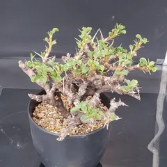 2025年最新】サルコカウロンの人気アイテム - メルカリ