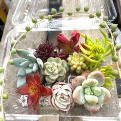 ☆多肉植物カット苗詰め合わせ➀番☆ネックレス付き☆寄せ植え