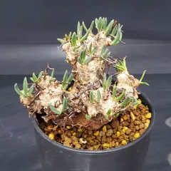 2025年最新】万物想の人気アイテム - メルカリ