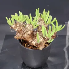 【セール】チレコドン　レティキュラータス　No.003　鉢、送料込　メルカリ便 CATEGORY Tylecodon reticulatus(チレコドン レティキュラータス)