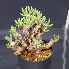 2025年最新】万物想の人気アイテム - メルカリ