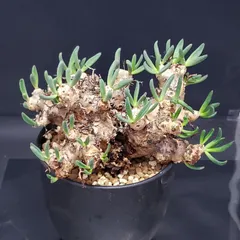 2025年最新】万物想の人気アイテム - メルカリ