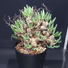 2025年最新】万物想の人気アイテム - メルカリ