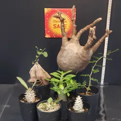 鳥*間様 【XL＋Lセット!!】パキポディウム・グラキリス/ベアルート株 鳥*間様 【XL＋Lセット!!】パキポディウム・グラキリス/ベアルート株