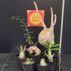 2025年最新】グラキリス ベアルートの人気アイテム - メルカリ