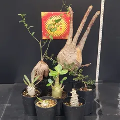 2025年最新】グラキリス ベアルートの人気アイテム - メルカリ