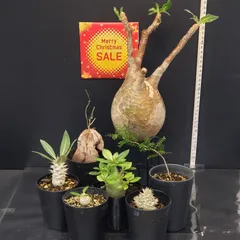 2025年最新】グラキリス ベアルートの人気アイテム - メルカリ