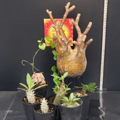 グラキリス ベアルート 現地球 ファイナルラストサマーセール品_4 グラキリス ベアルート 現地球 ファイナルラストサマーセール品_14