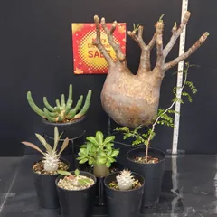 2025年最新】グラキリス ベアルートの人気アイテム - メルカリ