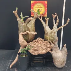 2025年最新】メキシコ亀甲竜の人気アイテム - メルカリ