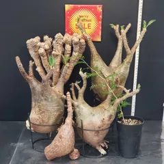 2025年最新】グラキリスの人気アイテム - メルカリ