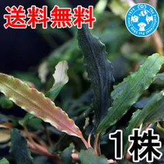 2026年最新】ブセファランドラspの人気アイテム - メルカリ