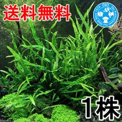 まるさん専用‼️タイ産 本ナロー 300葉 メルカリ便 2026年最新】本ナロー ミクロソリウムの人気アイテム - メルカリ