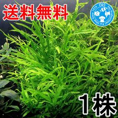 水草）ミクロソリウムsp．トライデント バラ（水中葉）（1株分