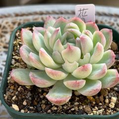 多肉植物　摘芯株　サファイア錦　抜き苗 多肉植物 摘芯株 サファイア錦 抜き苗 お取り置き専用 多肉植物 摘芯株