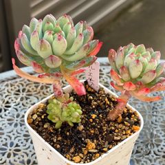 多肉植物 ☘️ パンジーいっぱい 抜き苗 - メルカリ