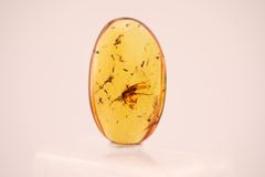 海】超レア 蜘蛛と小蝿 虫入り 琥珀 化石 本物 バルト海産 30mm 美品