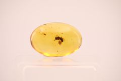 天然琥珀 原石 植物入り 虫入り ランダム発送 研磨済み 一点物 化石