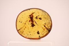 天然琥珀 原石 植物入り 虫入り ランダム発送 研磨済み 一点物 化石
